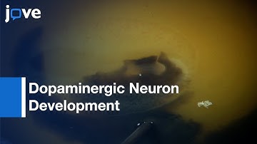Electroporation: Chick Midbrain-Gene Function: Dopaminergic Neuron Development l Protocol Preview