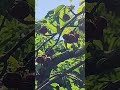 Cherry Picking in Southern California