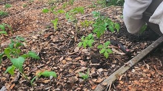 Garden updates and the second planting of summer crops. zone 6b