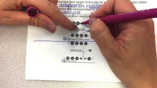 Chapter 3 Part 2 Intro to Macromolecules and Carbohydrates