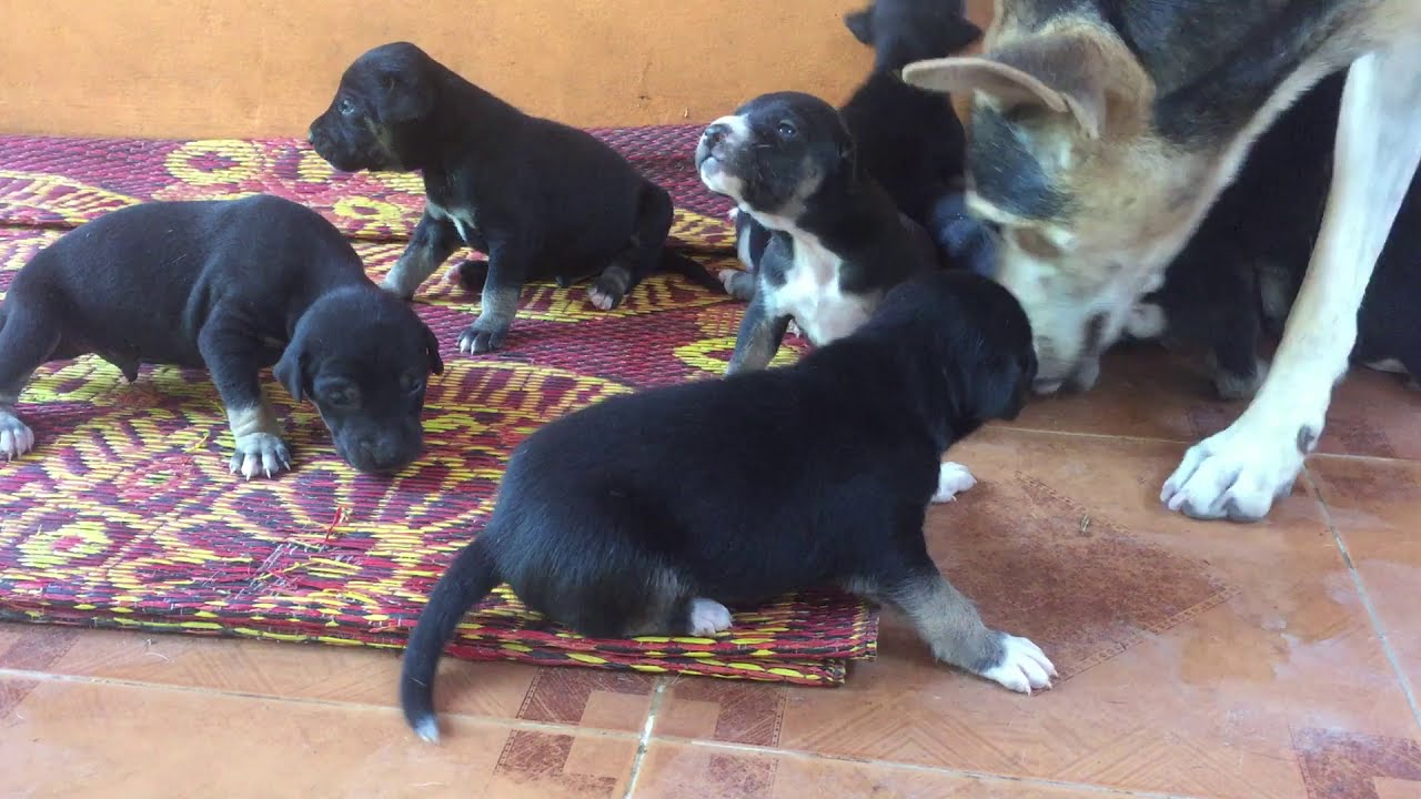OMG puppies play play with mom so happy family.