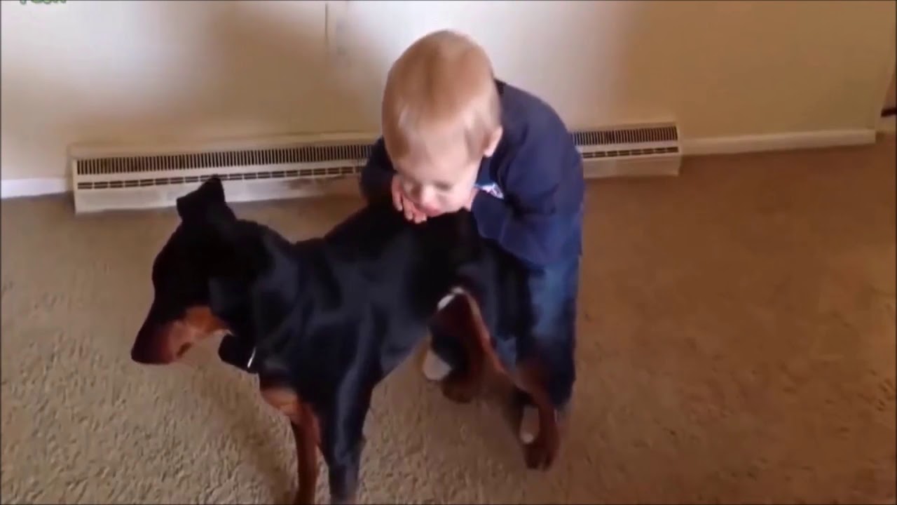 😂😂😍Funny Videos of animals and children 2017 ++ October 2017 Vol 1