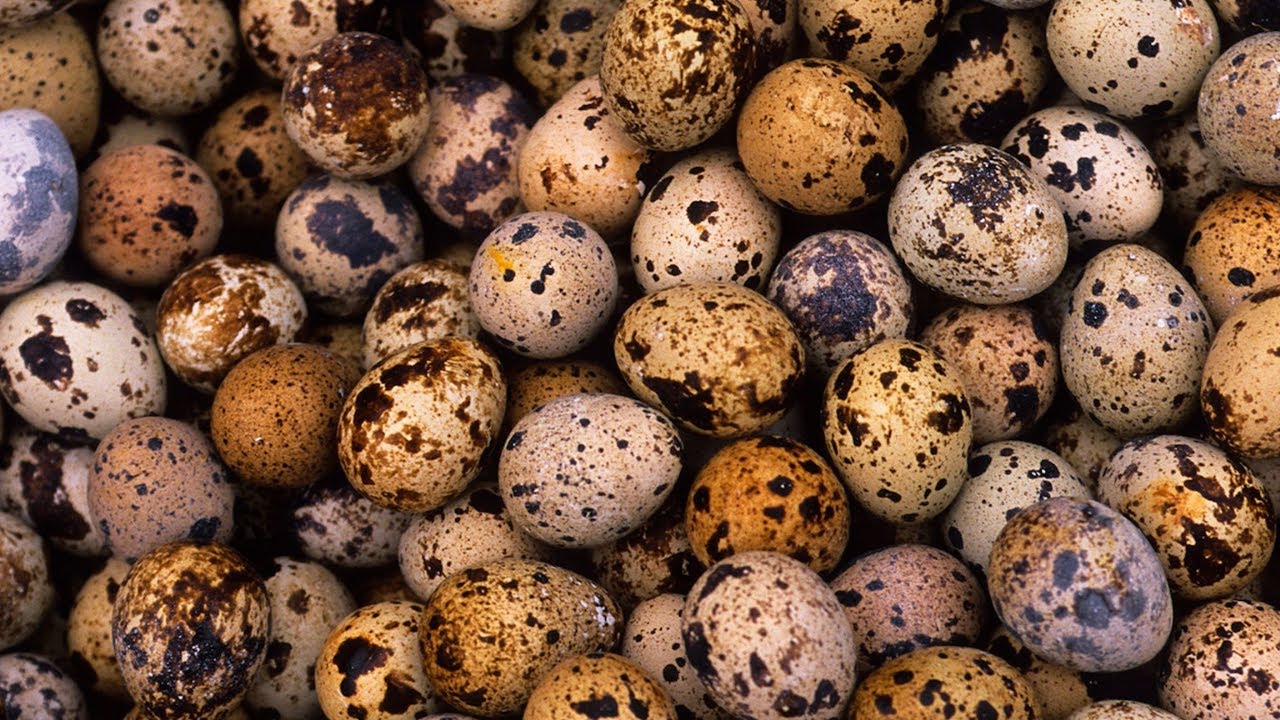 Imamo rešenje ep. 130 29.11.2021. Uzgoj japanskih prepelica, porodica Pantelić, Valjevo