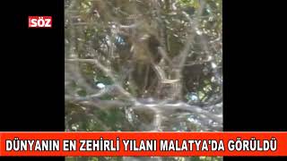 En Zehirli Yılan Malatyada Görüldü