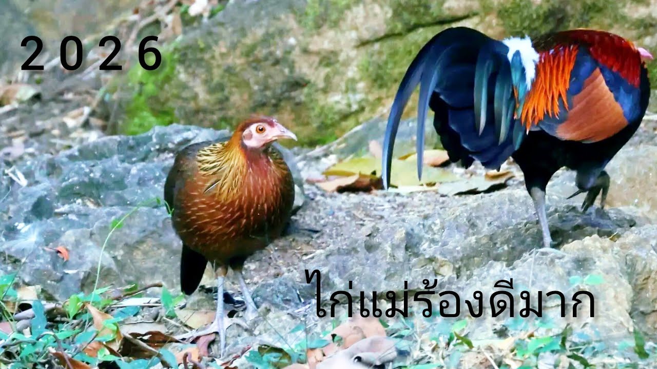 เสียงไก่แม่ป่า100ร้องดีมาก,suab poj qaib qus seev 