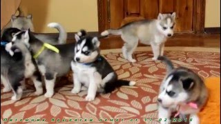 Щенки Сибирский хаски в питомнике Крылатки Щенки Сибирский хаски в питомнике Крылатки