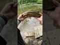 Smallmouth in June