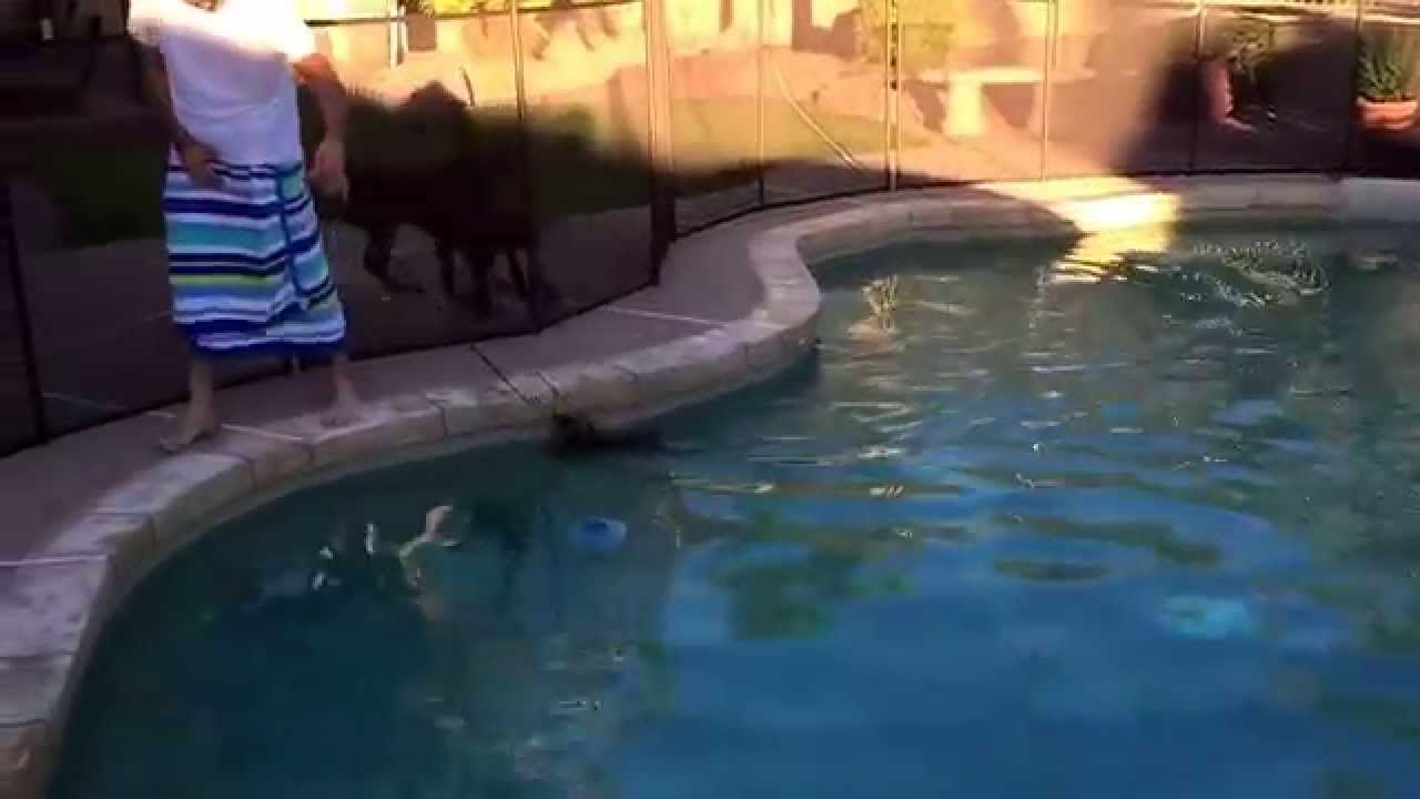Peoria dog training "k9katelynn" teaches Gracie "Yorkshire terrier"swim w/o client wet