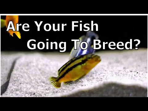 How To Tell If Your Cichlids Will Start Breeding