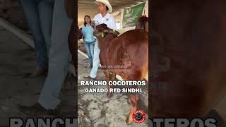 Rancho Cocoteros: Pioneros del Red Sindhi en México #sindhi #ganaderia #ganado #cebu #rancho #vacas