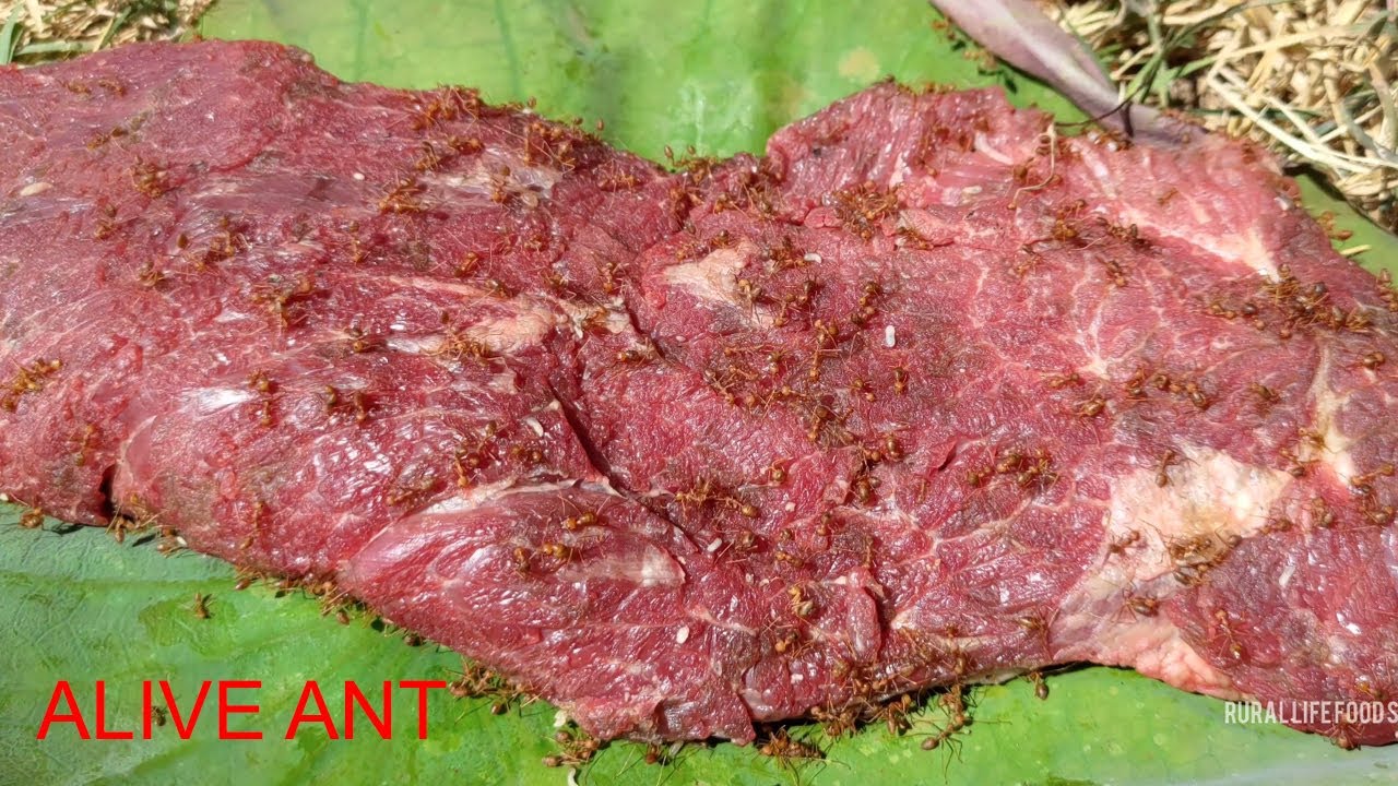 EAT WEAVER ANT WITH FRESH BEEF Oh my god ! the best beef recipe ever