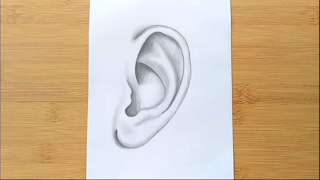 Pencil Portrait Drawing  How to Draw an Ear