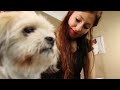Shih Tzu Frisuren Kurz