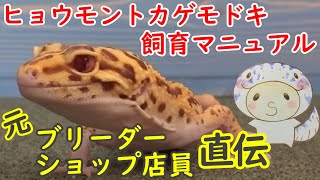ヒョウモントカゲモドキの飼育環境・飼育方法について【レオパードゲッコーの飼い方】【Common leopard gecko】