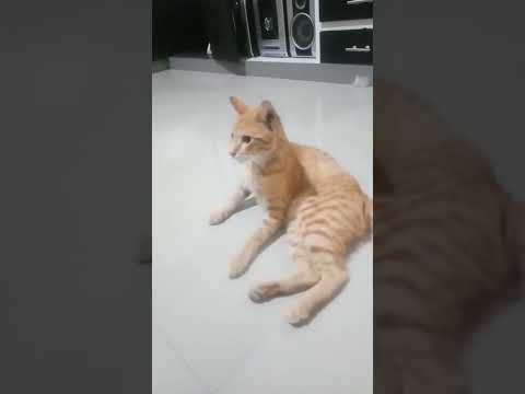 Kabul gak tahan digoda ngamuk