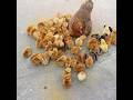 How To Raise 50 Chicks With One Hen Hen Harvesting Eggs To Chicks Shorts How To Raise 50 Chicks With One Hen Hen Harvesting Eggs To Chicks Shorts