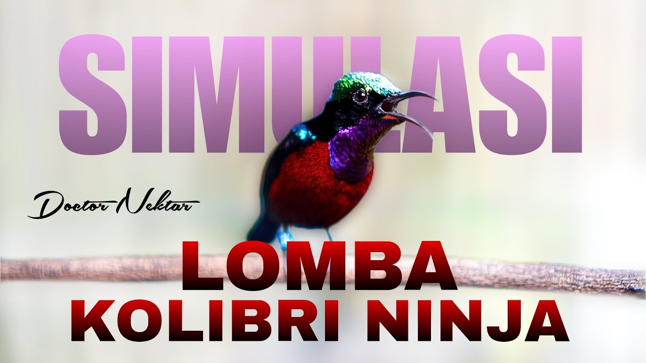 SIMULASI GANTANGAN/LOMBA KONIN GACOR FULL ISIAN UNTUK MENDONGKRAK KOLIBRI NINJA AGAR CEPAT BUNYI