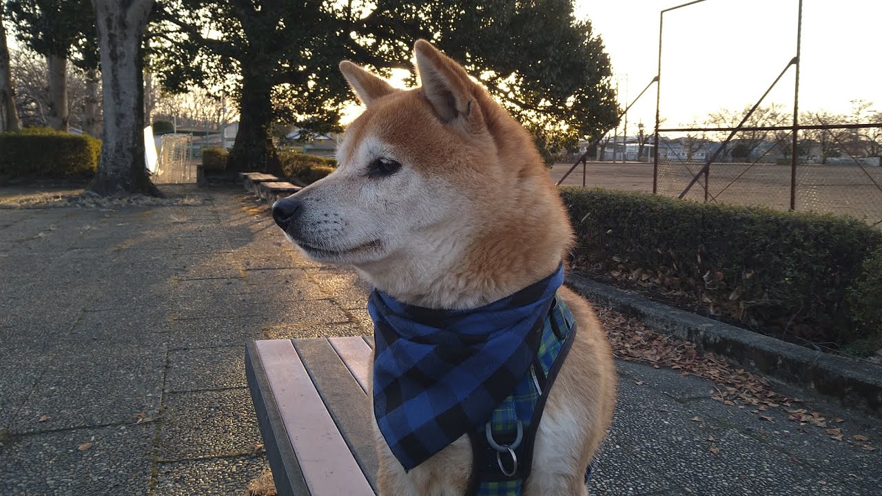 柴犬🐾朝んぽ🐾20260301🐾