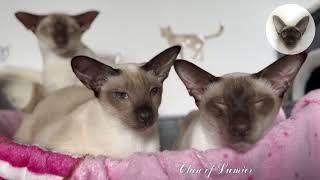 Mandatory sleep after a hearty lunch 😊💖😊 sleepy cats | oriental cats | cat family 😊 by Clan of Lumier 442 views 13 days ago 1 minute, 15 seconds