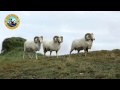 BIGHORN HYBRID SHEEP