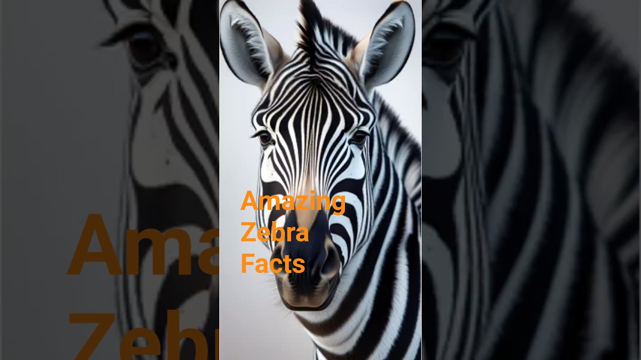 Amazing Zebra Facts You Never Knew    