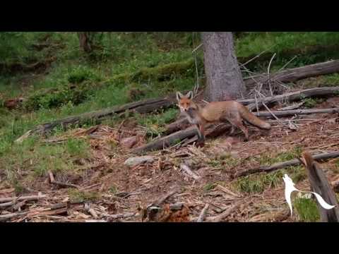 Video: Líska Různolistá