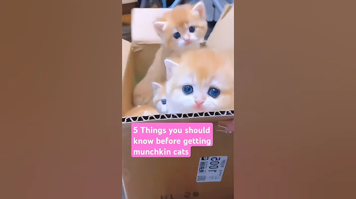 Video 10415711: munchkin cat pet