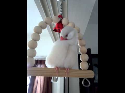 文鳥の毛繕い