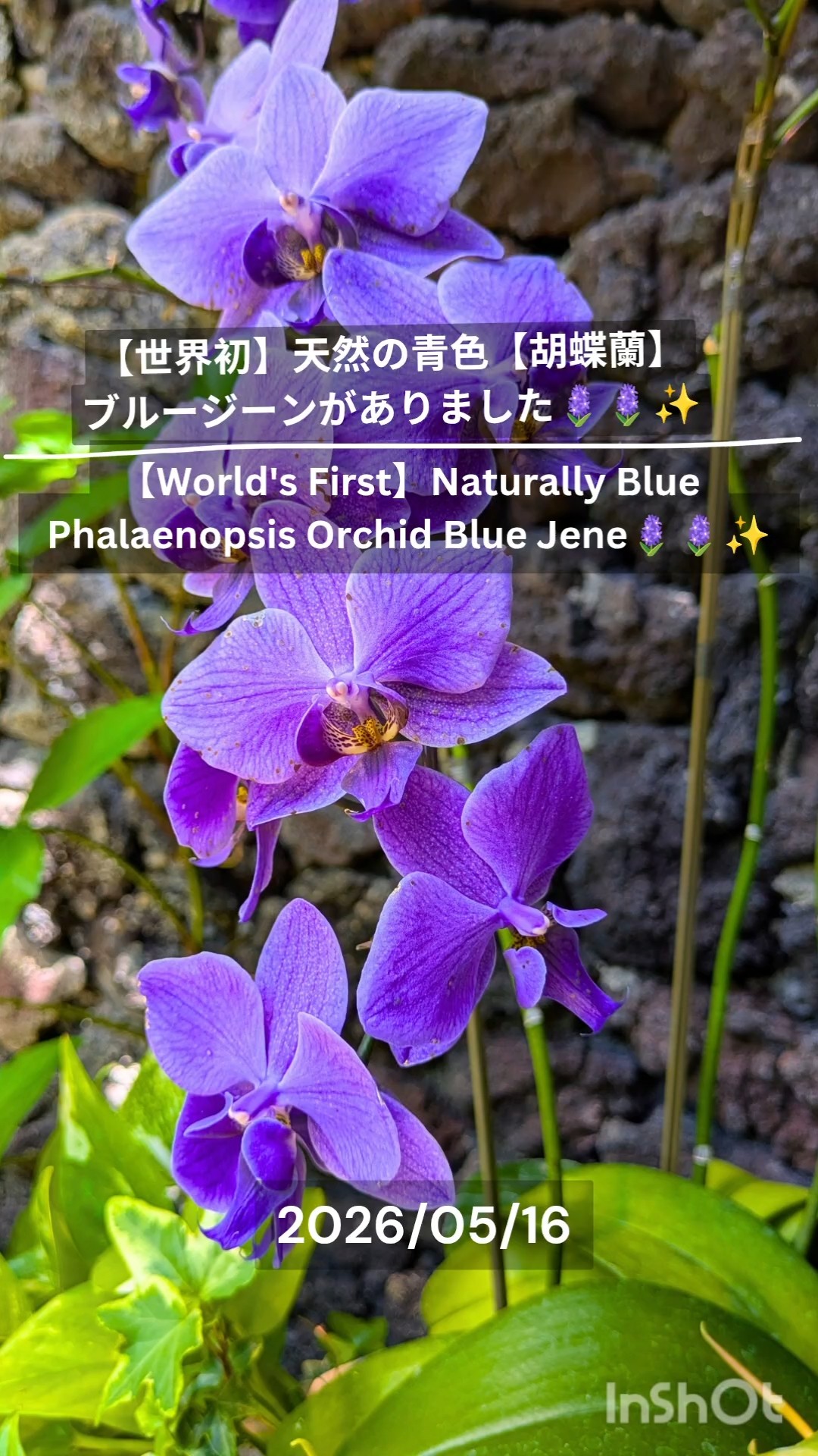 🪻【世界初】天然青色の【胡蝶蘭】が【須磨離宮公園】にありました