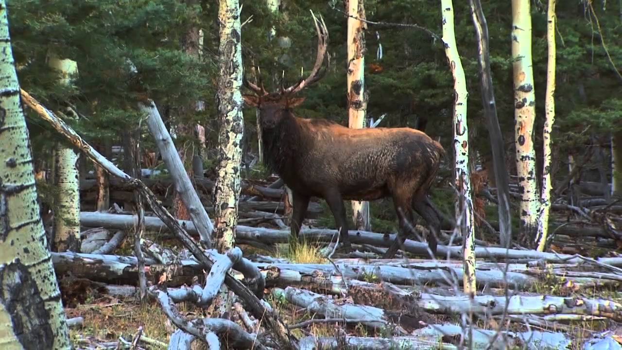 Bowhunting Elk In Colorado YouTube