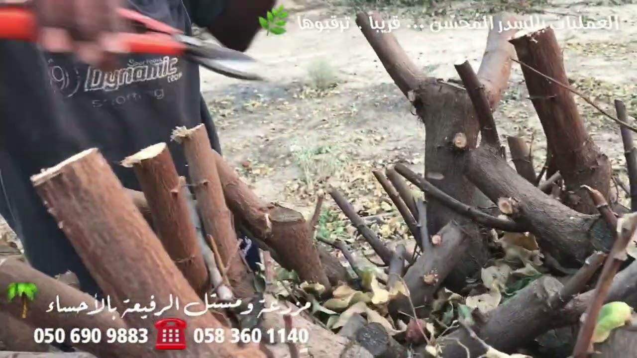 حلقات العناية بالسدر المُحسّن على قناة الرفيعة الزراعية … ترقبوهاً قريباً.