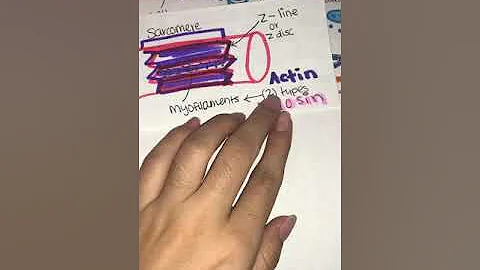 Alondra's Crash Course on Muscle Contraction