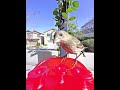 House Finch.