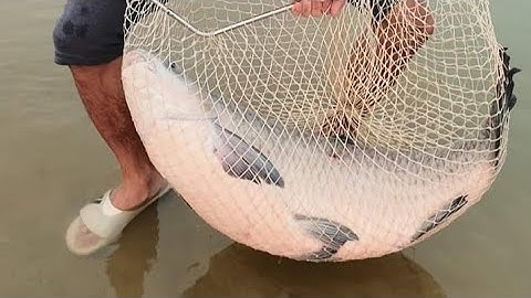 Câu Lục | Cận Cảnh Pha Dòng Cá Trắm Đen 26kg Tại Hồ Câu Phượng Hoàng Hải Dương Của Nguyễn Văn Huệ