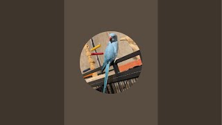 Relaxing bird live #shorts #funny #calm #relaxingmusic #animals #pets