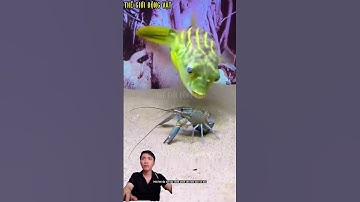 cá nóc loài săn mồi tàn bạo mà bạn chưa từng thấy.