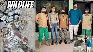 Wildlife Center Jana Pr Gea ❤️ Leopard Mera Fav Animal