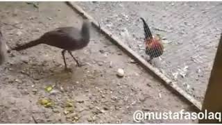 Yumurta Çalan Kus Antep Dublaj