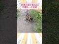 大雨の道で震える子猫拾った結果 #2ch動物スレ #猫動画 #猫のいる暮らし