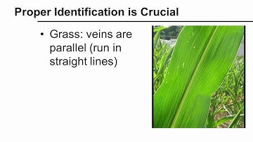 Identifying Yellow Nutsedge