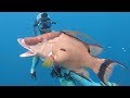 Spearfishing for Hogfish, Cubera, Dog and Mutton Snappers