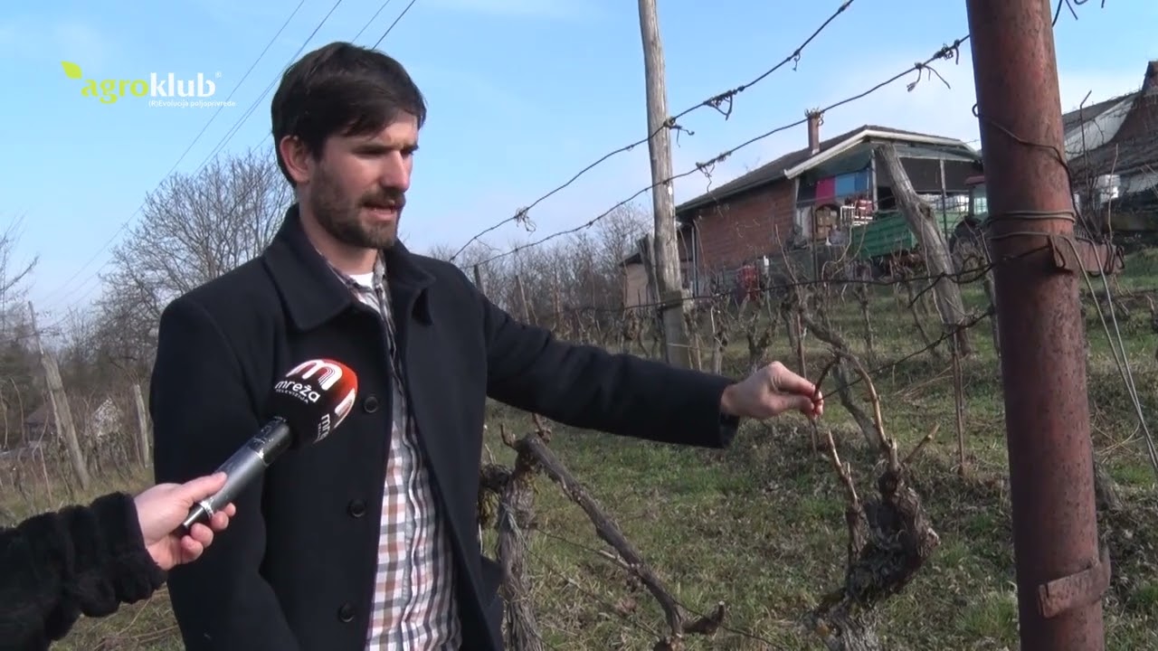 Kako pravilno orezati vinograd 2022.