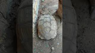 انواع واسعار السلاحف في سوق الجمعه🐢🐢