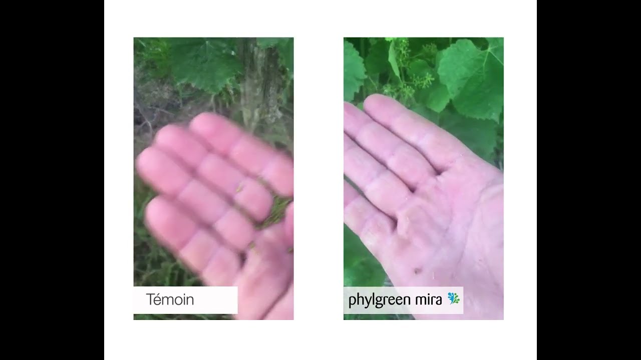 Phylgreen Mira sur Vigne - FR