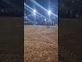 Quarter Horse Falls While Competing in Fast Barrel Race at Rodeo