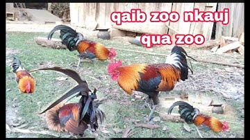 ไก่ต่อขันดี Qaib dib qua zoo thiab tuaj zoo