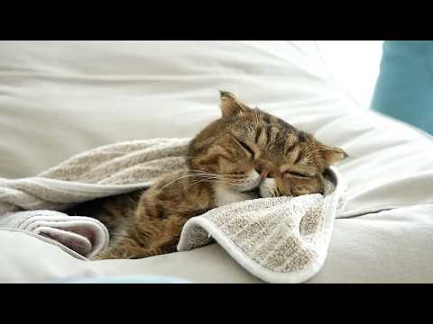 LuLu <strong>Salon</strong> EP.6 루루가 아파요...