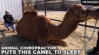 Animal Chiropractor Puts This Camel To Sleep After His Adjustment