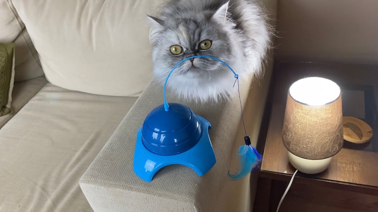 Otomatik kedi oyuncağı değerlendirmesi 🐾 YouTube