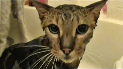 Video 4974991: f3 bengal cat, f5 savannah, born bengal, cat bath